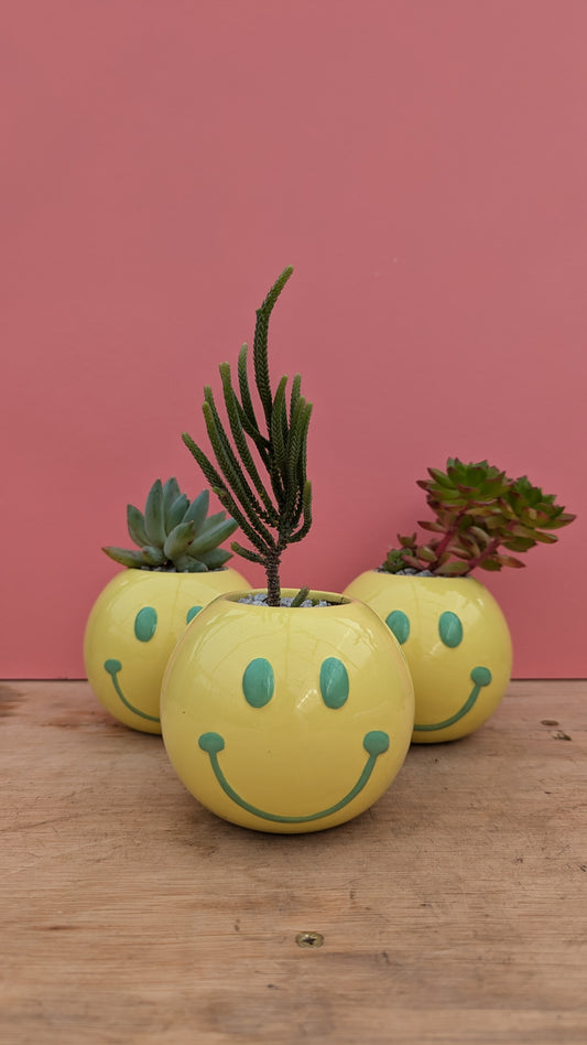 PREPOTTED: Smiley Face Yellow