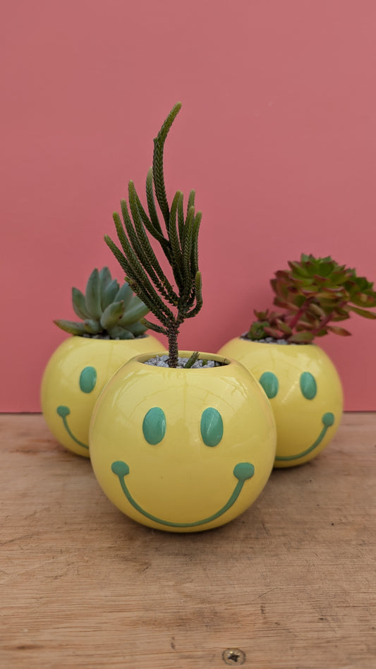 PREPOTTED: Smiley Face Yellow