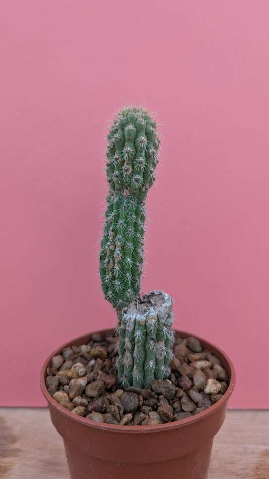 Weberbauerocereus albus small