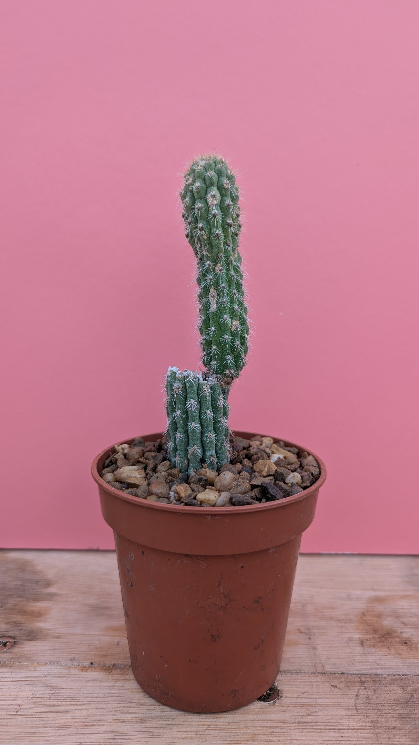 erbauerocereus albus small Mint Plants
