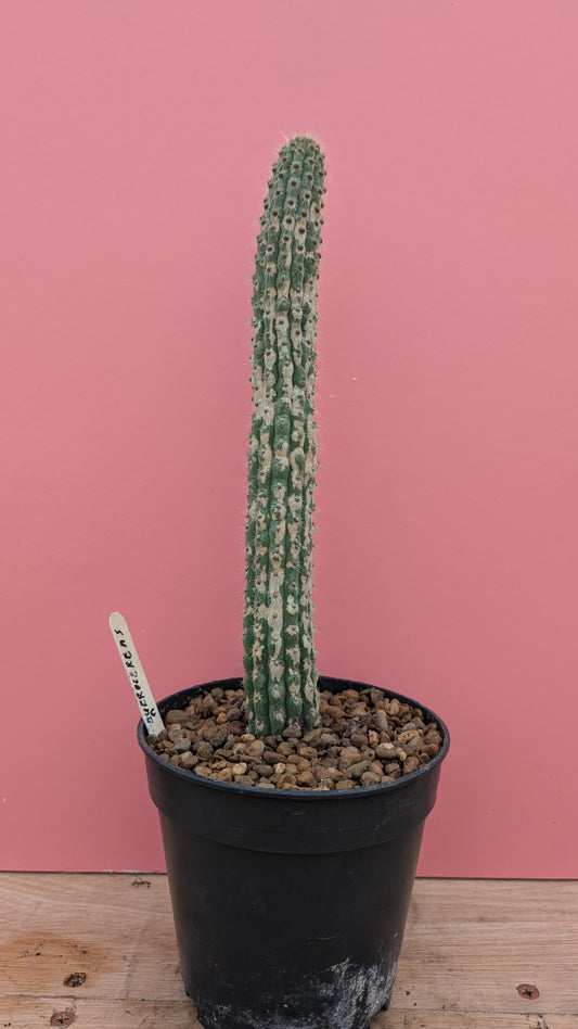 Weberbauerocereus albus 2