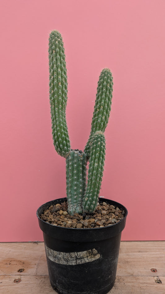 Weberbauerocereus albus 3