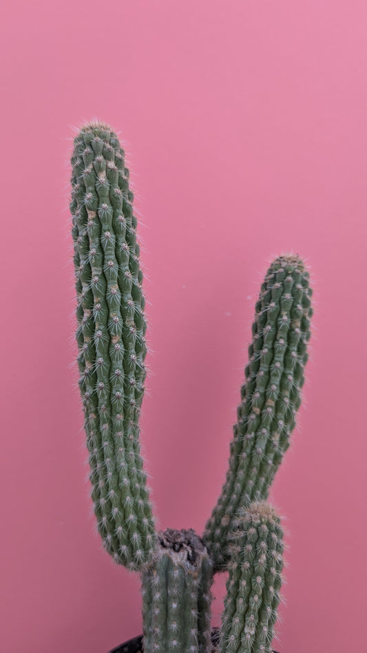 Weberbauerocereus albus 3