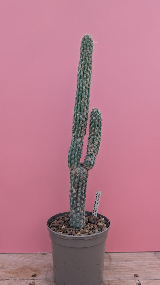 Weberbauerocereus albus 4