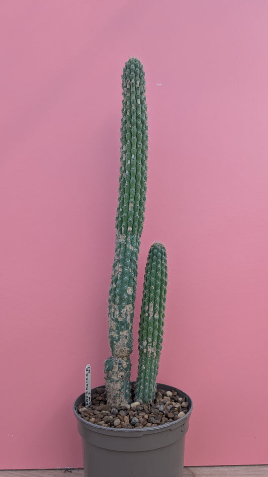 Weberbauerocereus albus 5