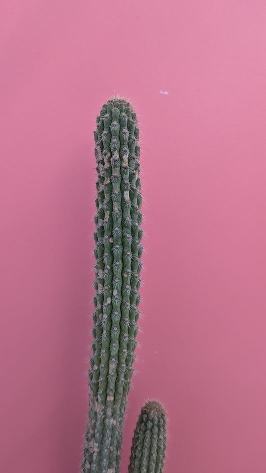 Weberbauerocereus albus 5