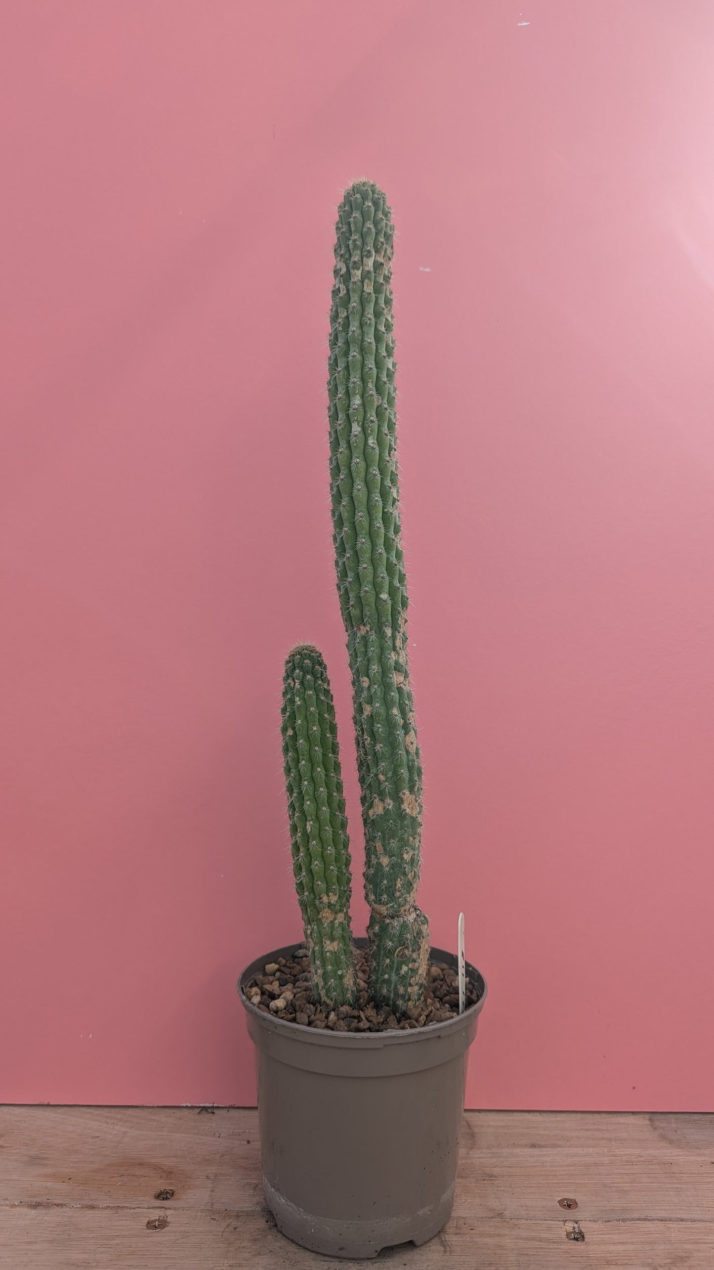 Weberbauerocereus albus 5