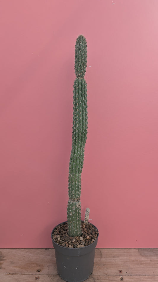 Weberbauerocereus albus 6