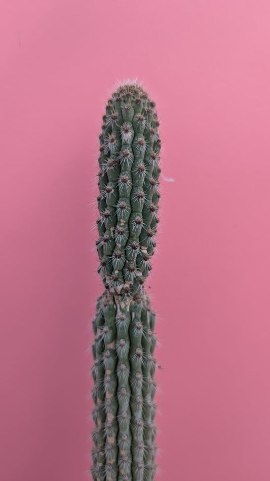 Weberbauerocereus albus 6