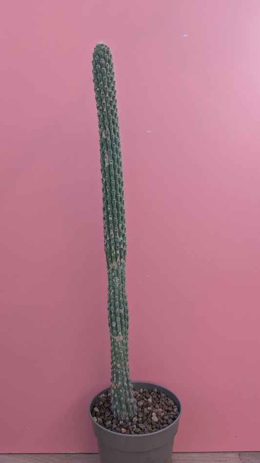 Weberbauerocereus albus 7