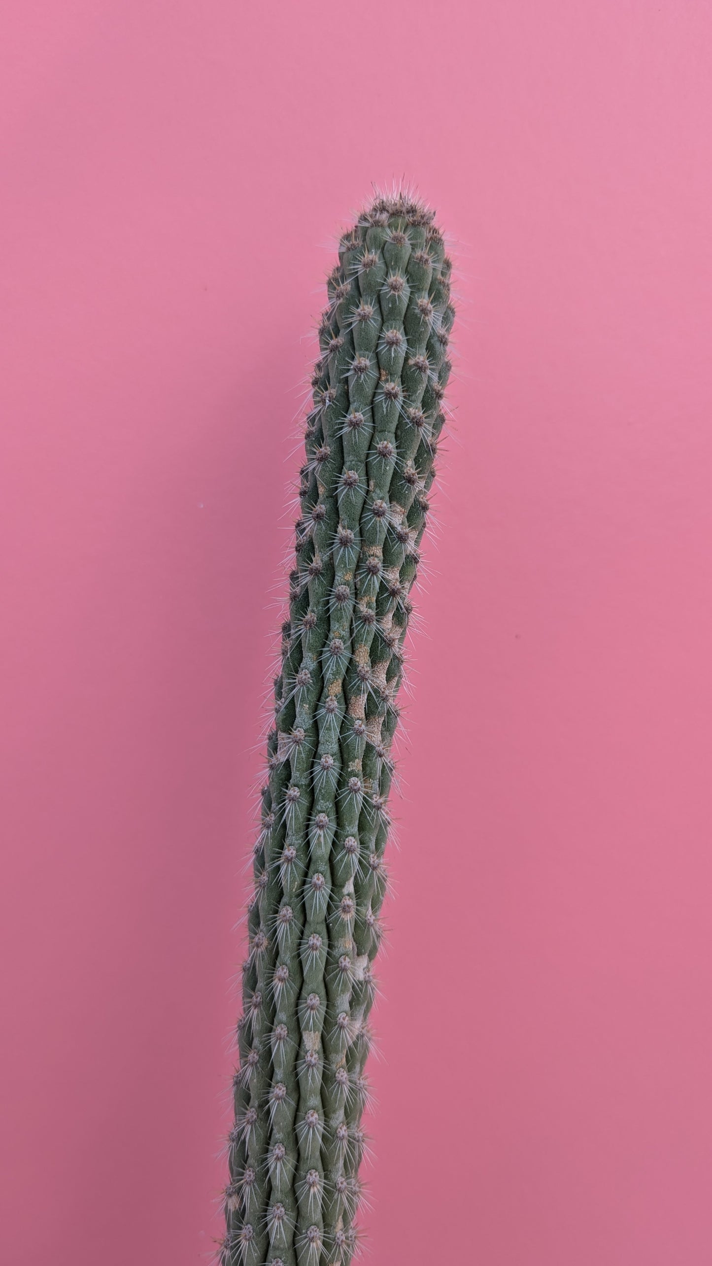 Weberbauerocereus albus 7