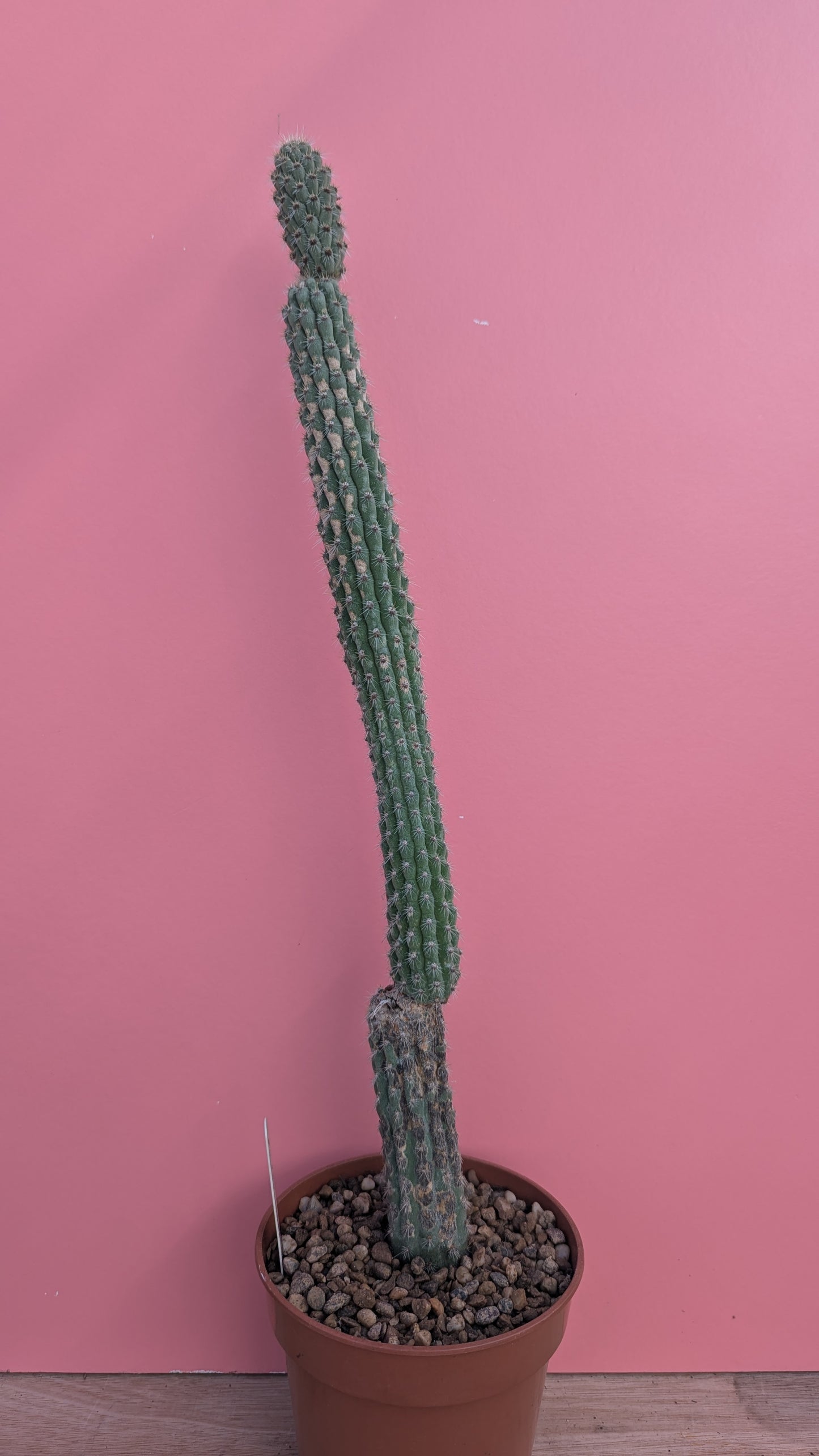 Weberbauerocereus albus 8