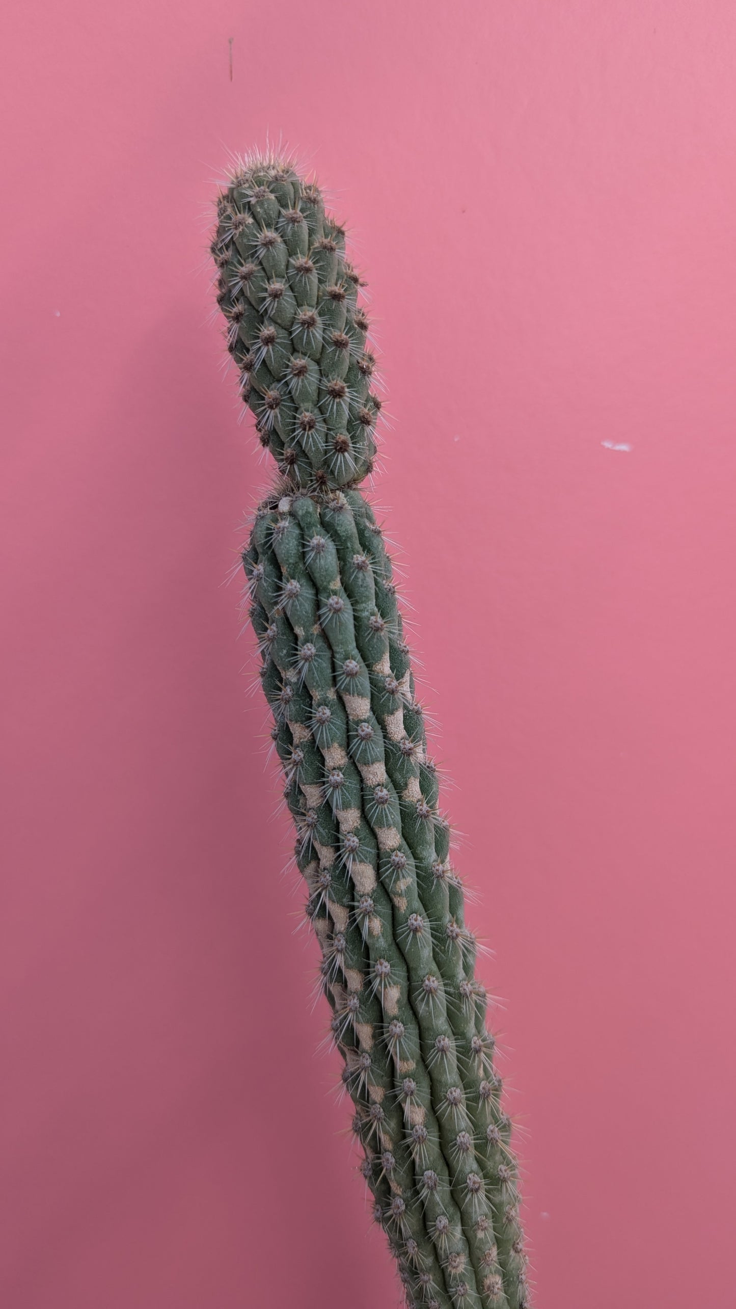 Weberbauerocereus albus 8