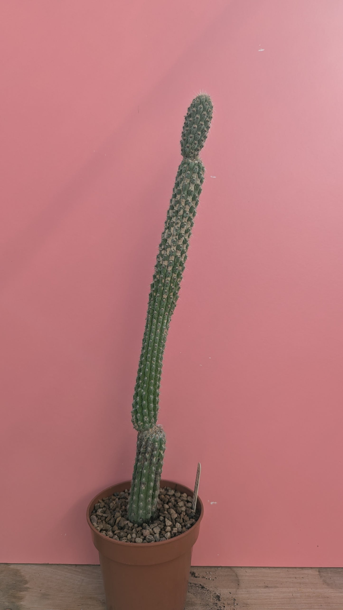 Weberbauerocereus albus 8