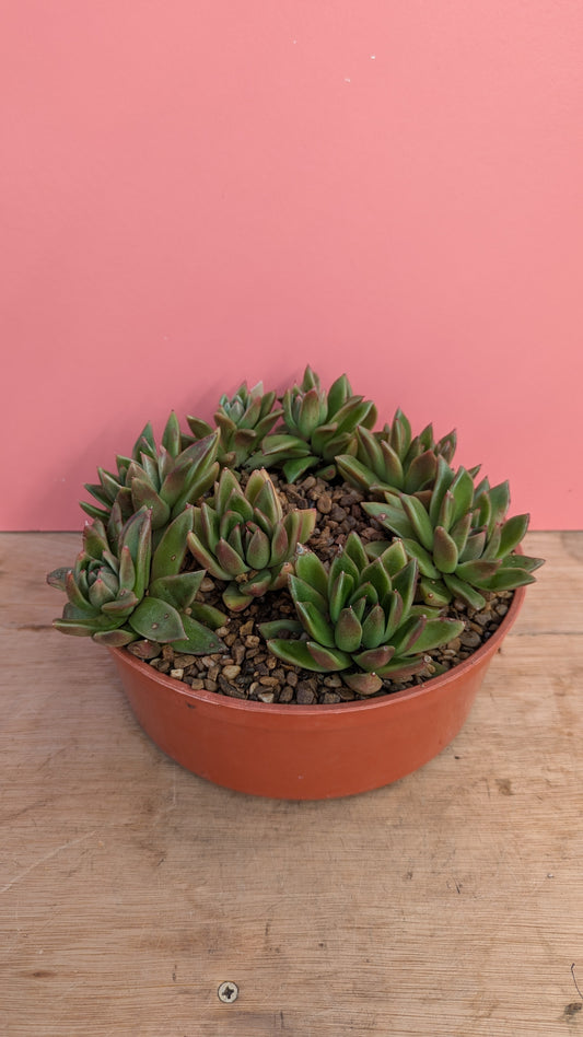 Echeveria gigantea