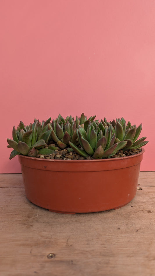 Echeveria gigantea