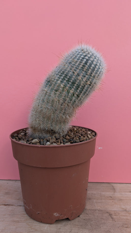 Mammilaria in terracotta