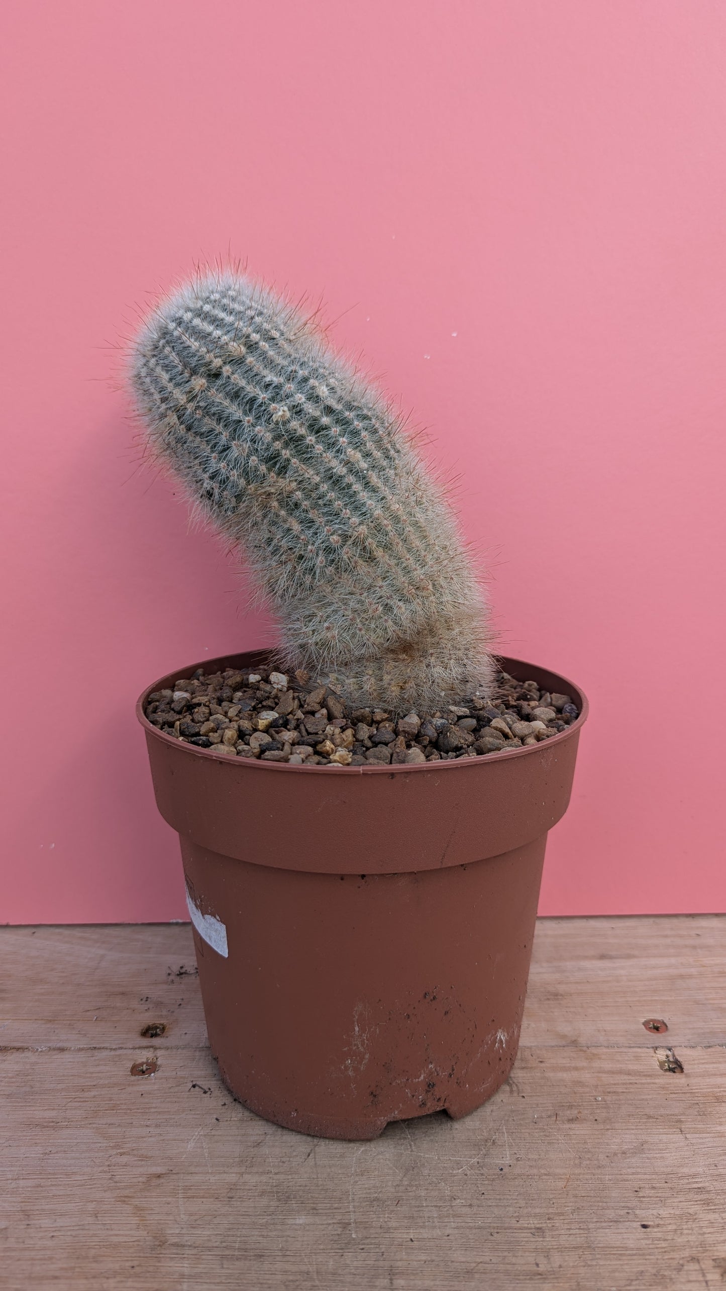 Mammilaria in terracotta