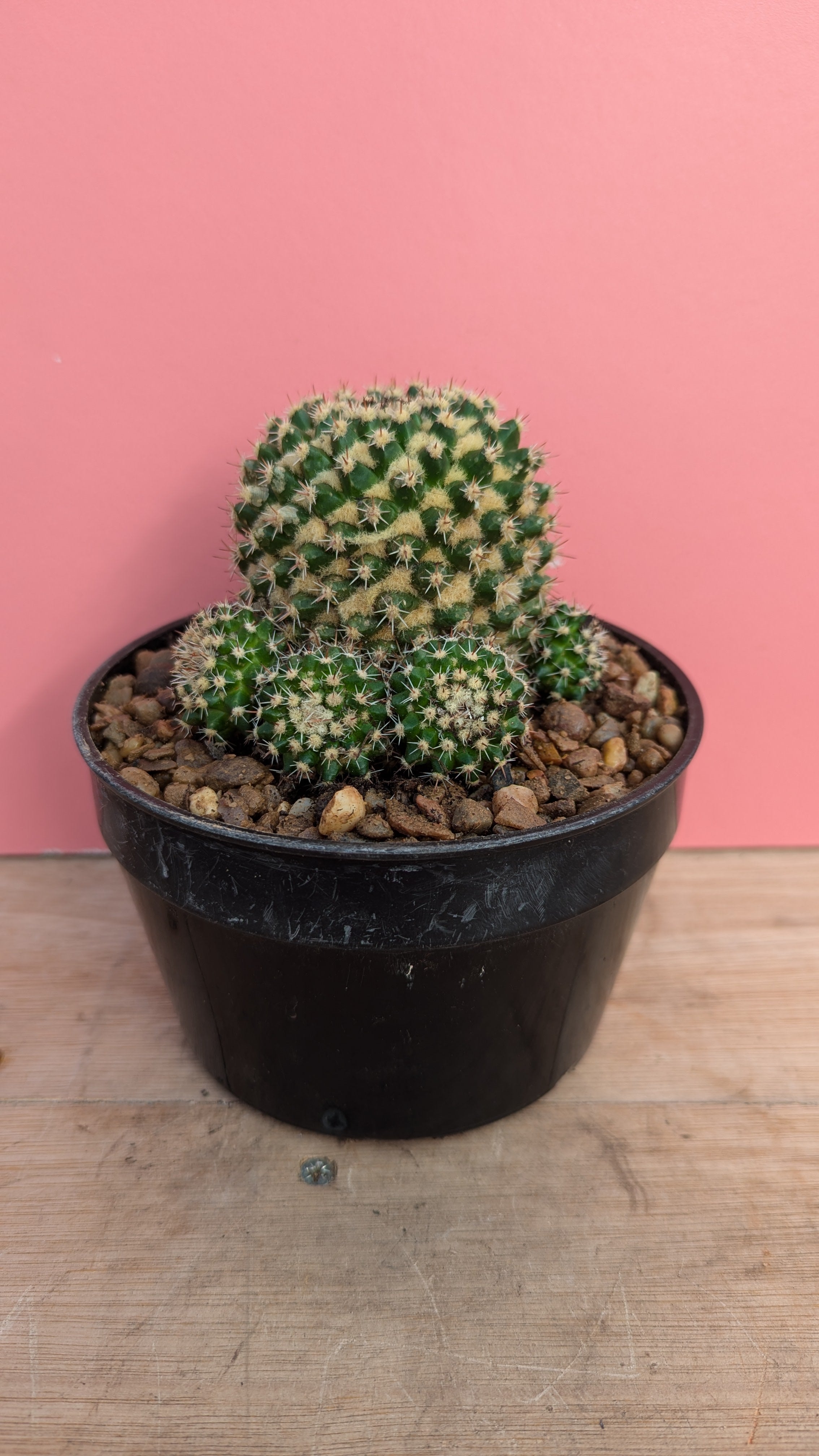 Mammilaria voburnensis Mint Plants