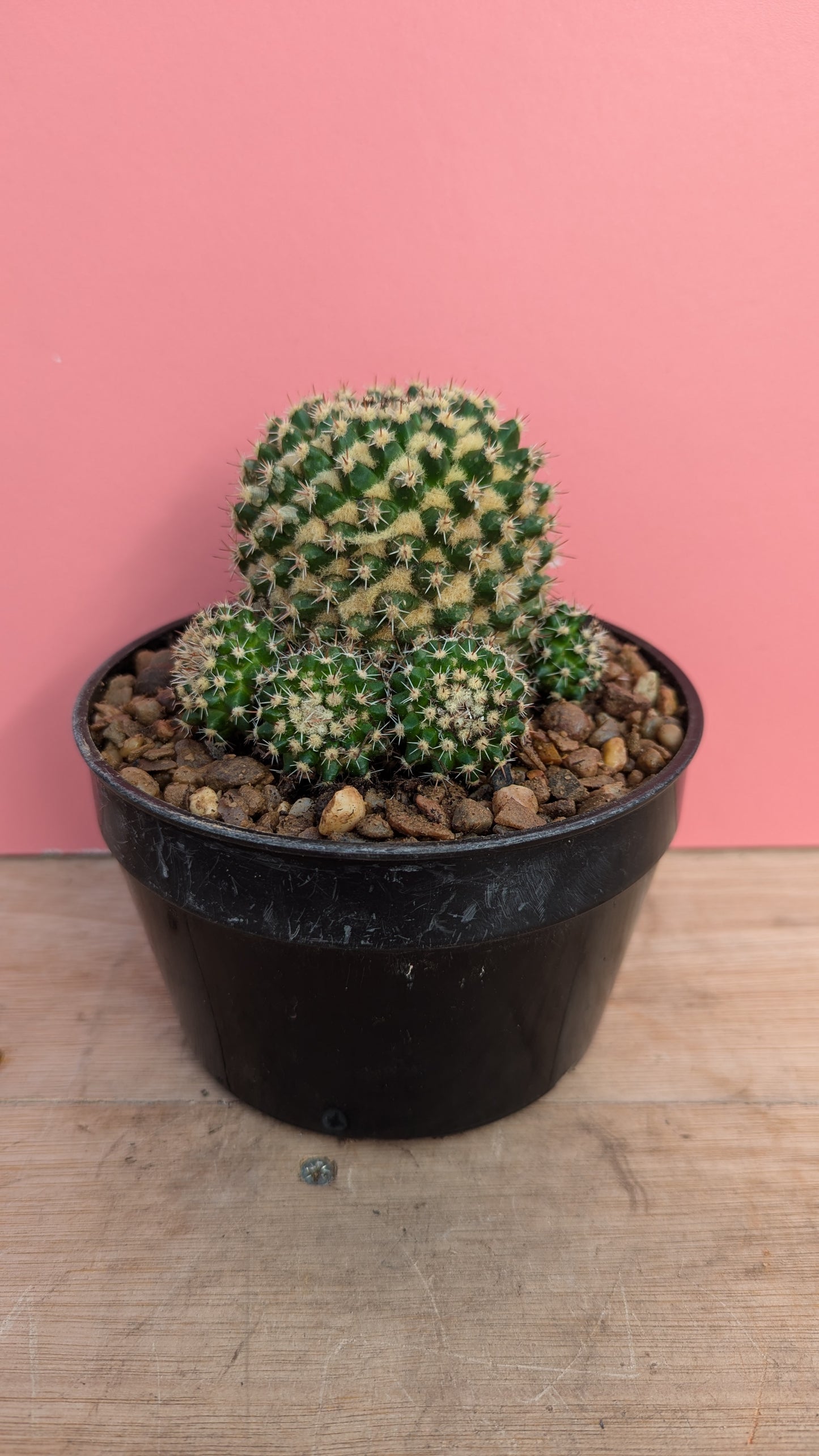 Mammilaria voburnensis