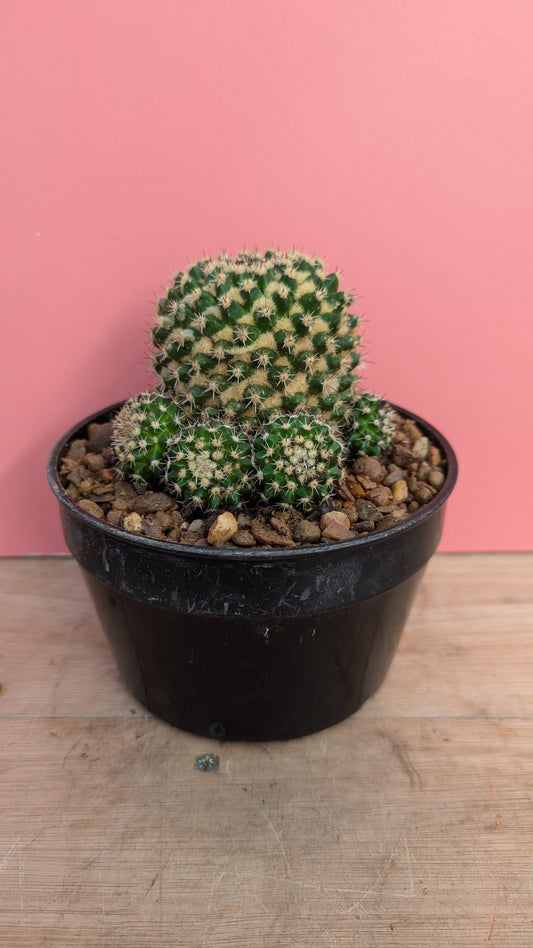 Mammilaria voburnensis