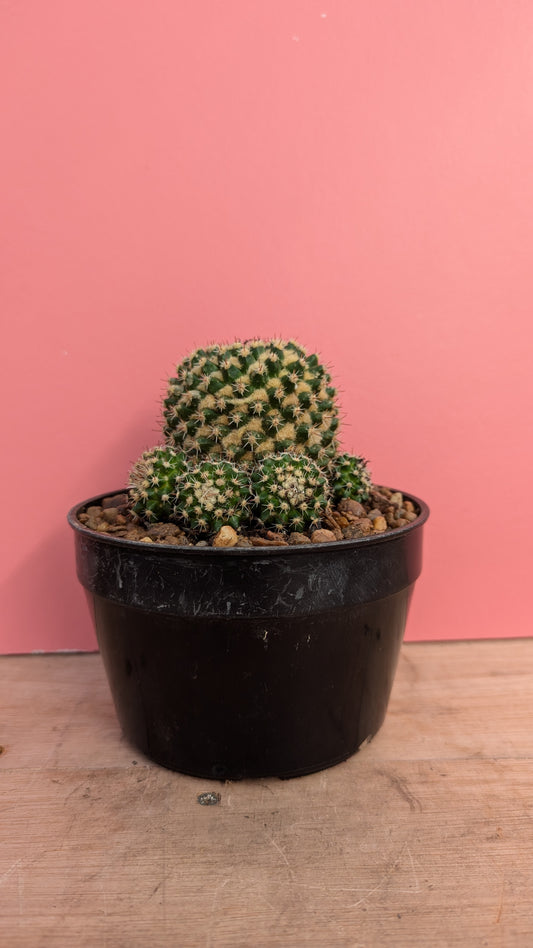 Mammilaria voburnensis