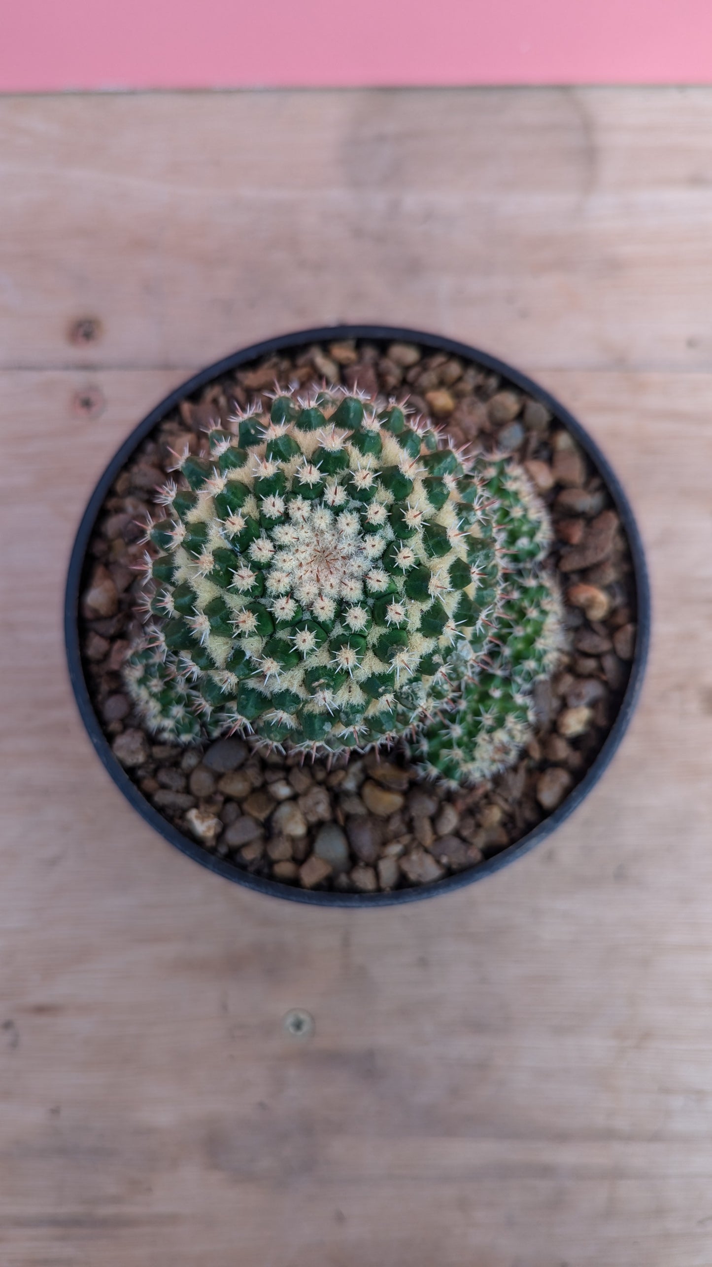 Mammilaria voburnensis