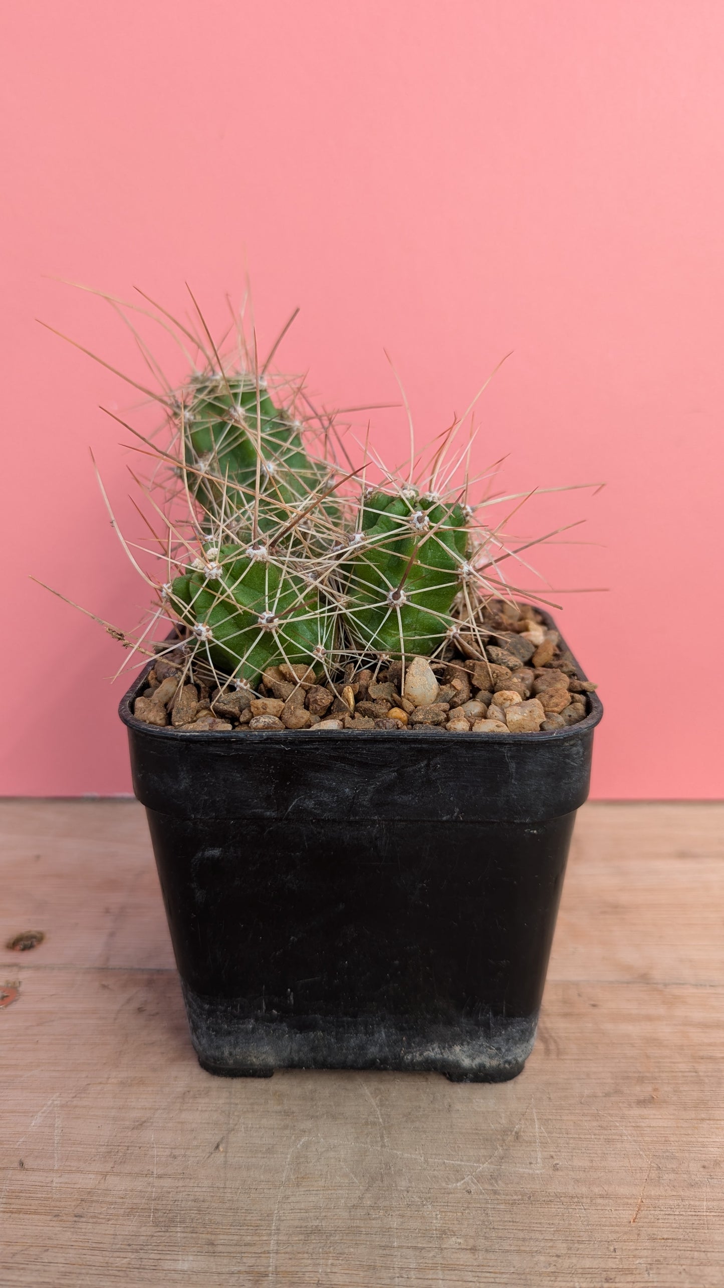 Echinocereus nicholii