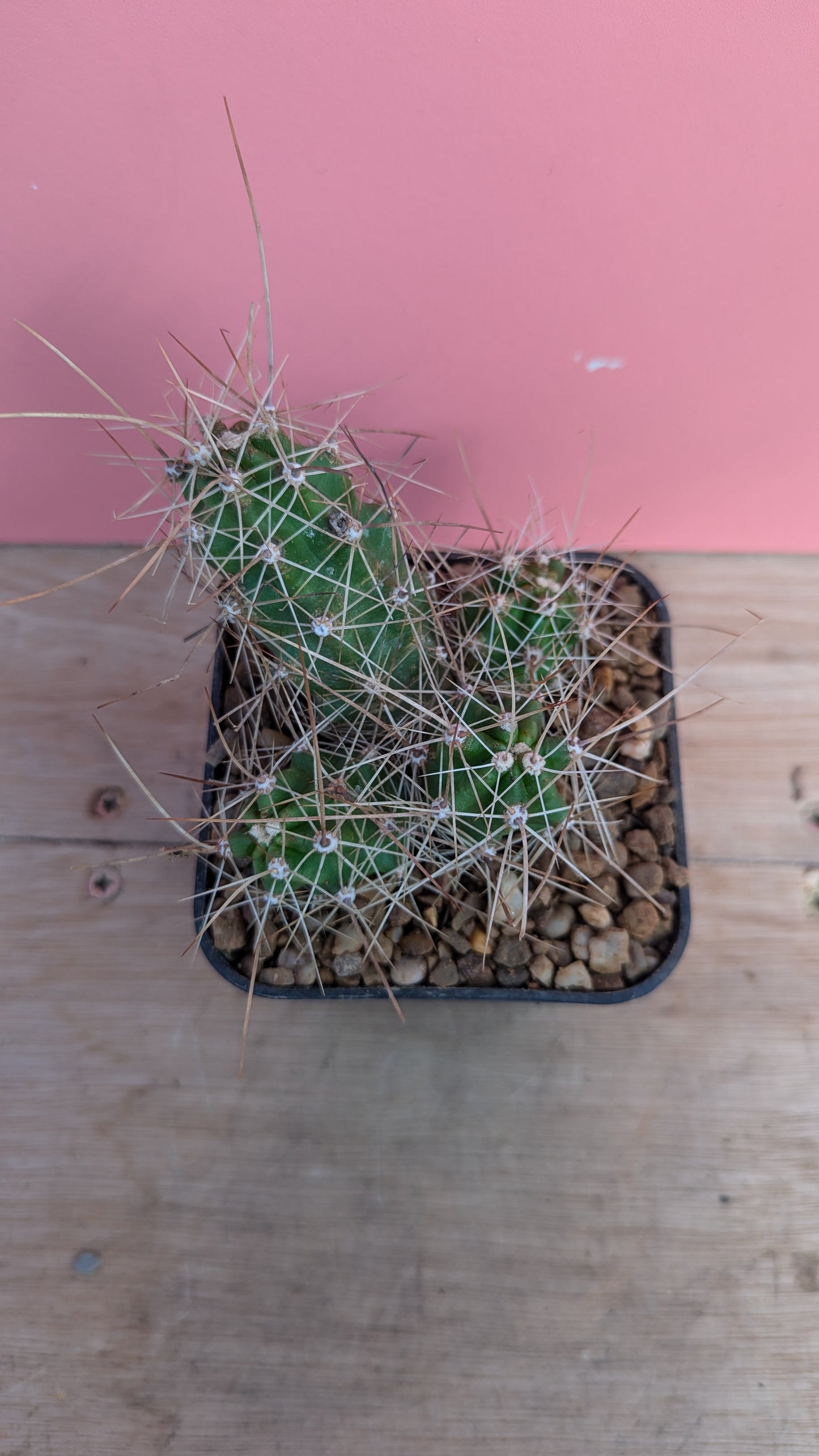 Echinocereus nicholii