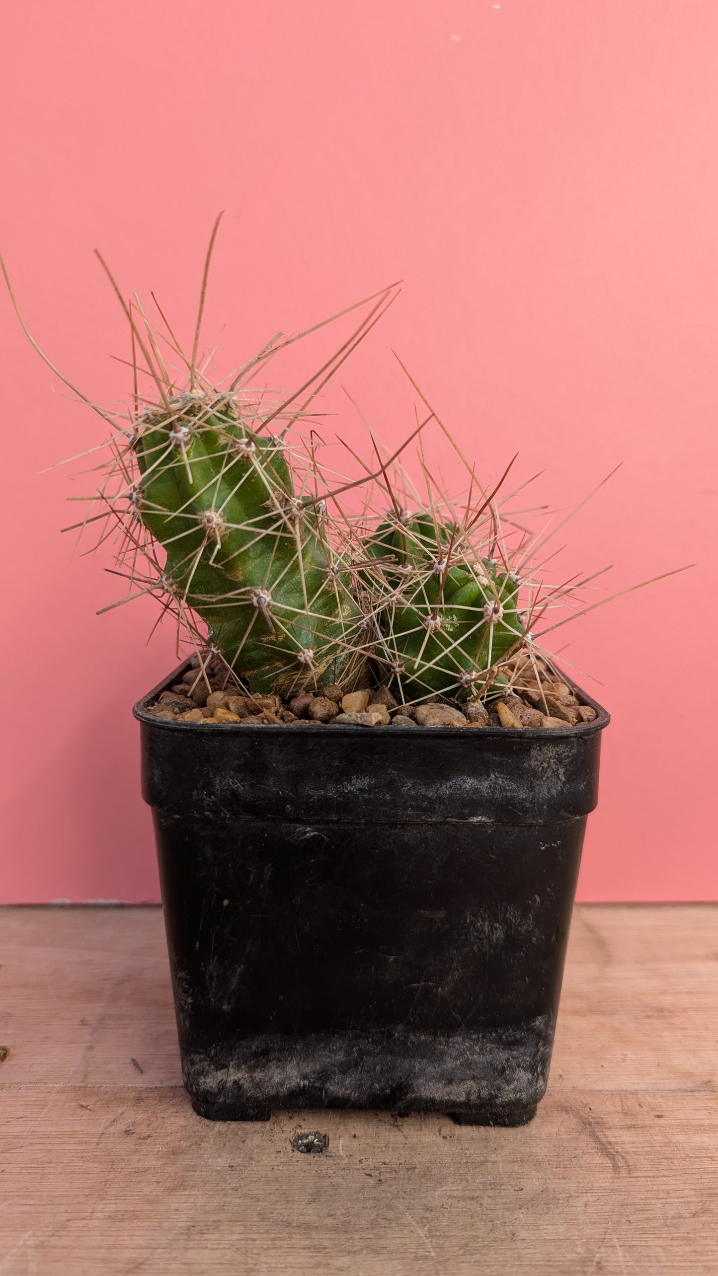 Echinocereus nicholii