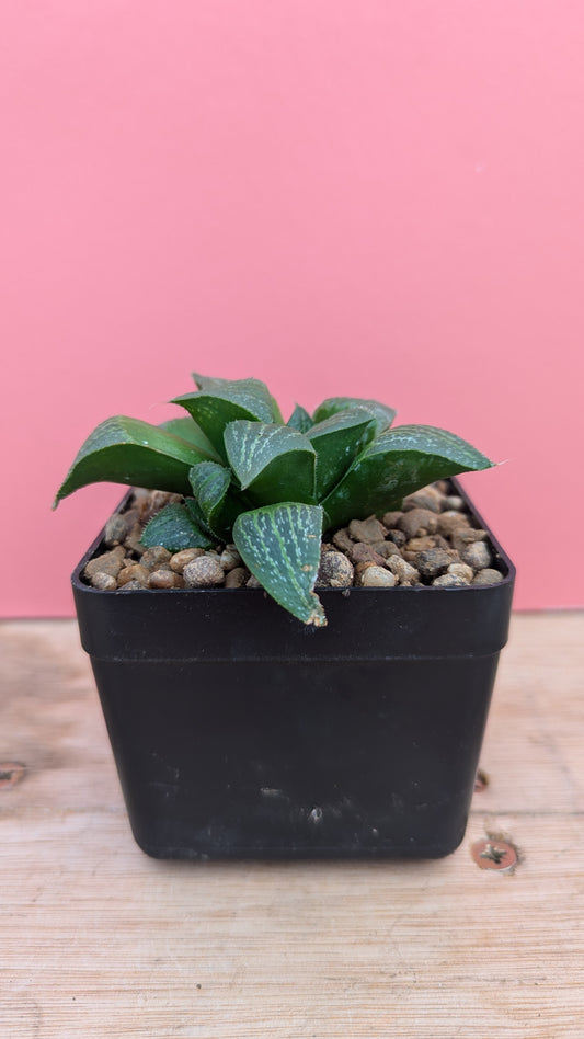 Haworthia 'Ice Lake'