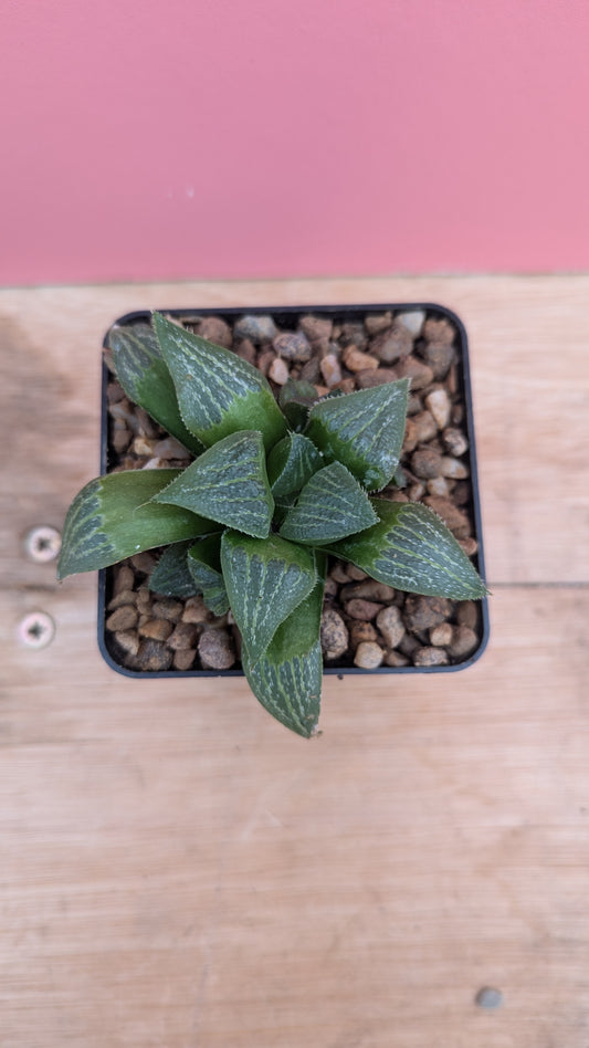 Haworthia 'Ice Lake'