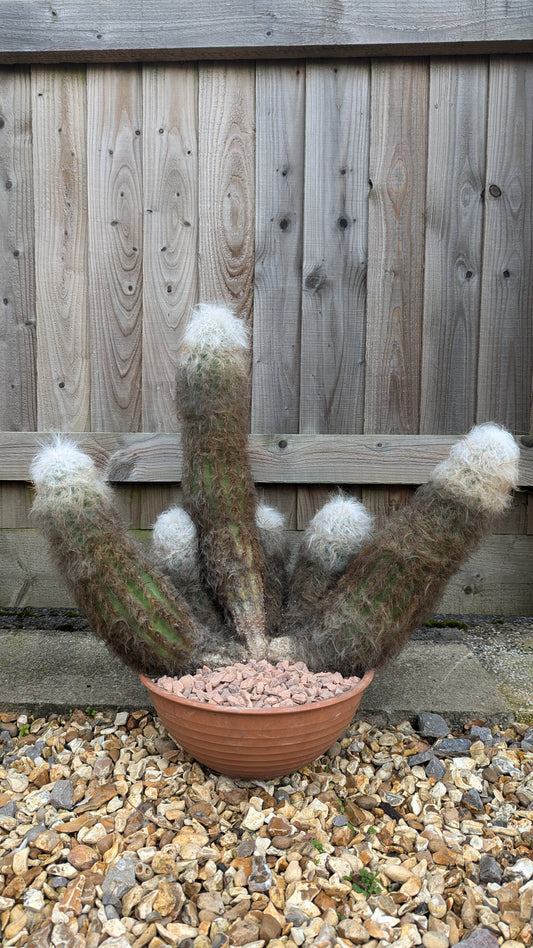 XL Oreocereus trollii