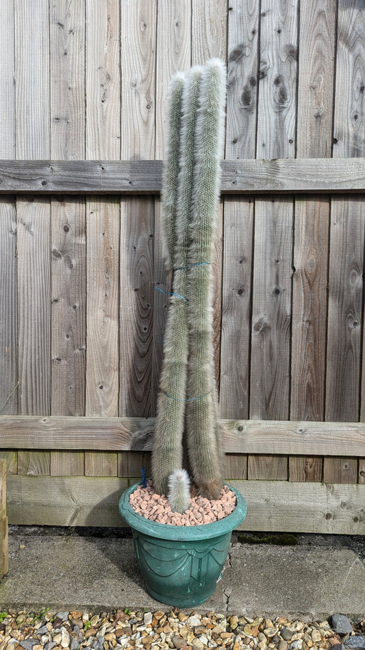 XL Cleistocactus strausii v. fricii