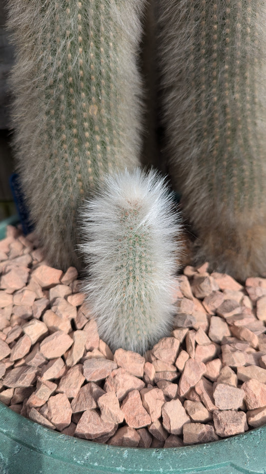 XL Cleistocactus strausii v. fricii