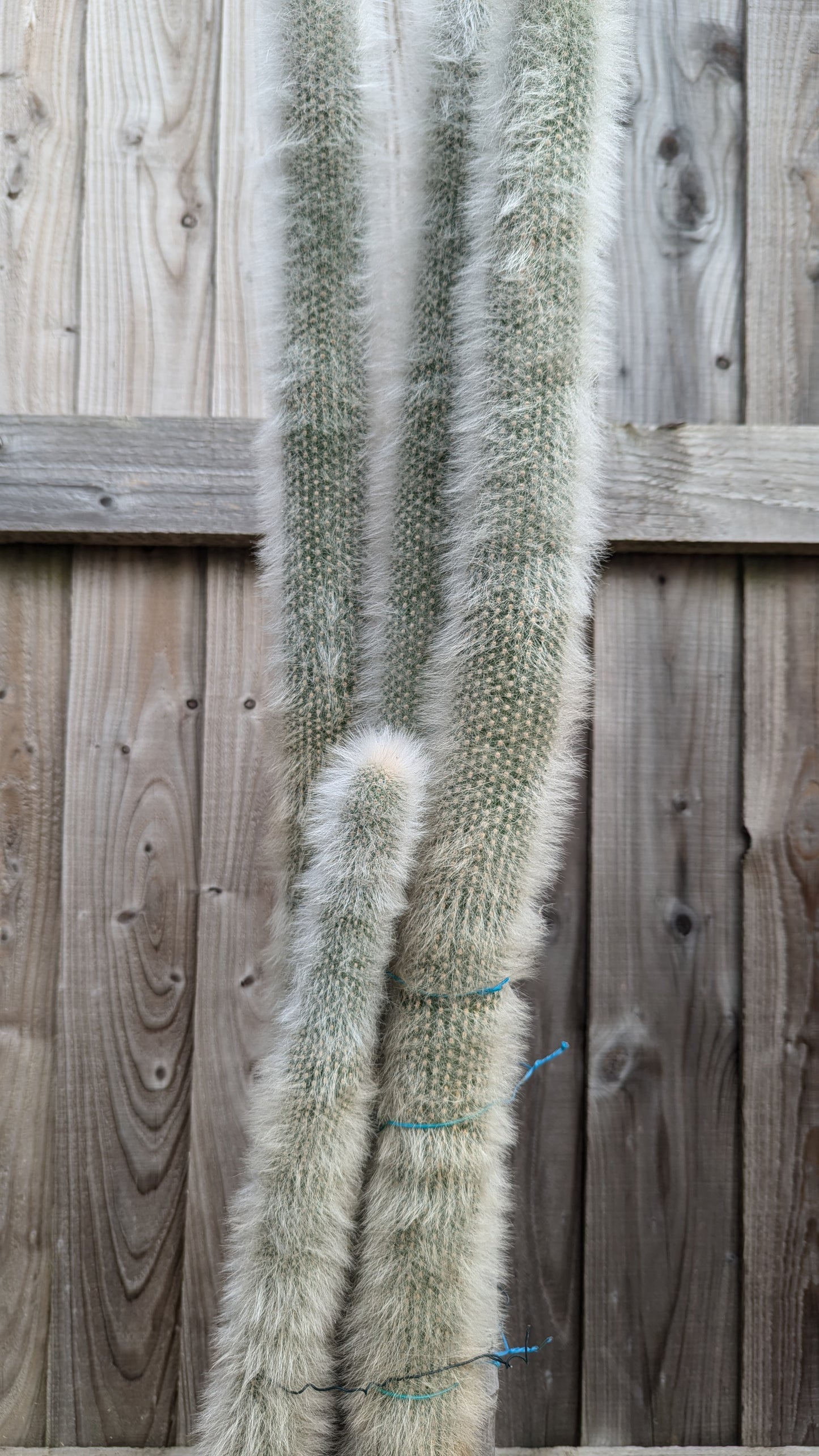 XL Cleistocactus strausii v. fricii