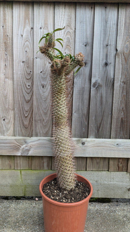 XL Pachypodium lamerei