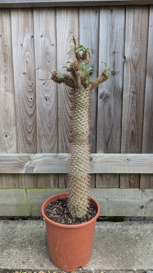 XL Pachypodium lamerei