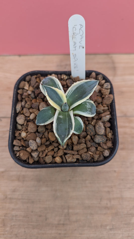 Agave 'Cream Spike'