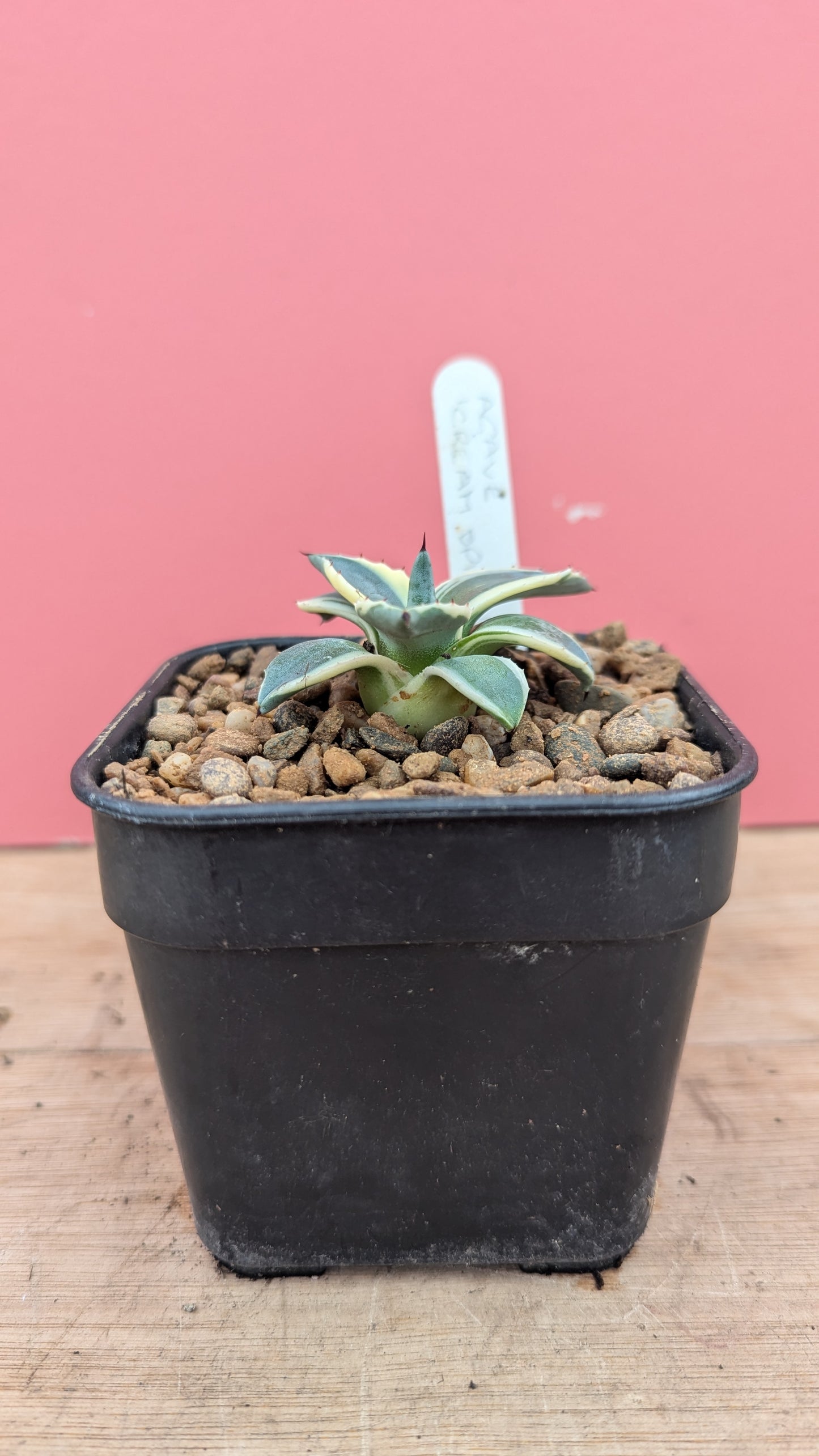 Agave 'Cream Spike'