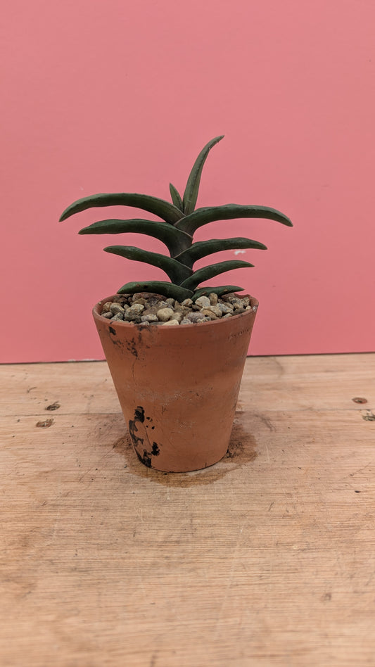 Gasteria rawlinsonii in vintage terracotta