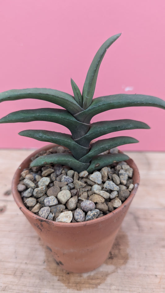 Gasteria rawlinsonii in vintage terracotta