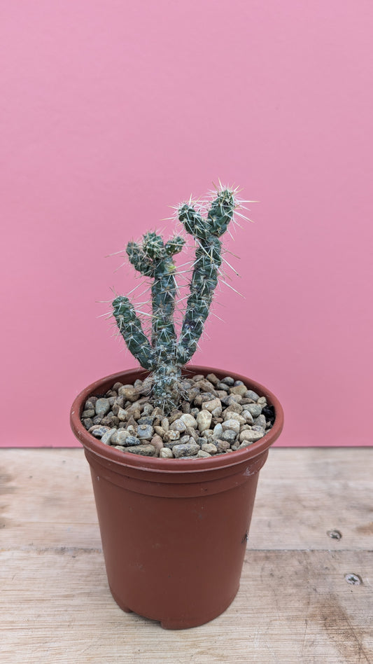 Cylindropuntia imbricata