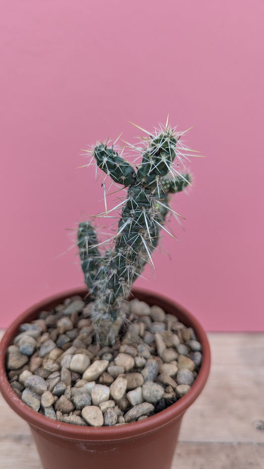 Cylindropuntia imbricata