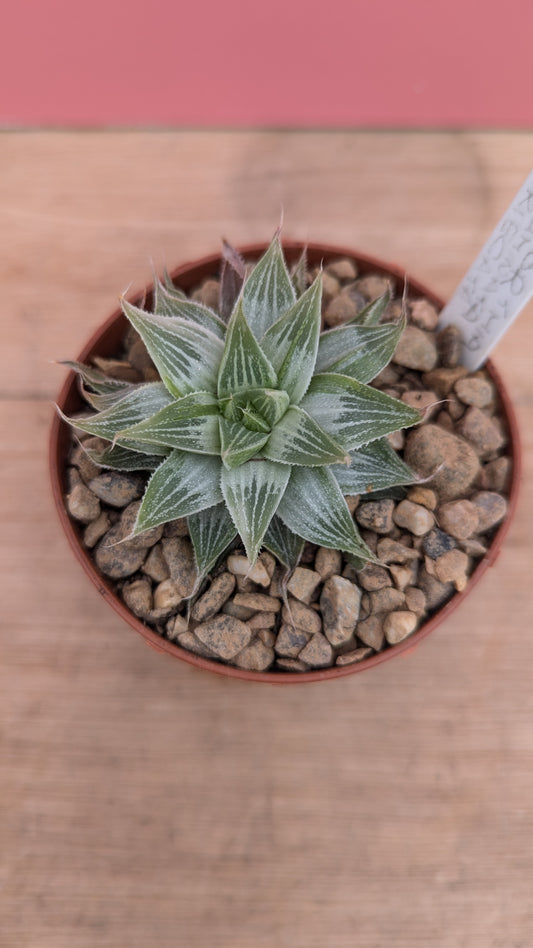 Haworthia acuminata variegata