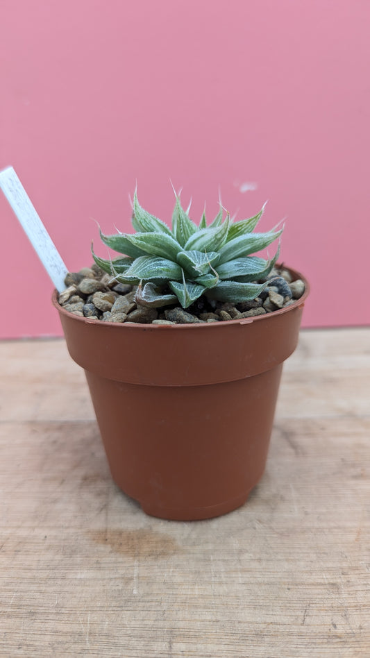 Haworthia acuminata variegata