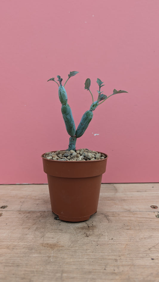 Senecio articulatus 'candlestick plant'