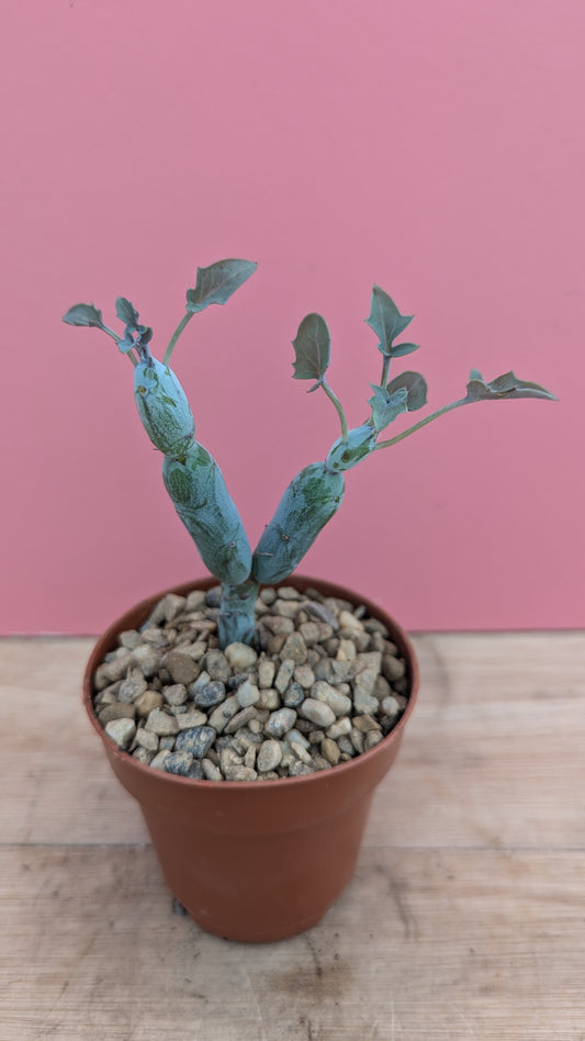 Senecio articulatus 'candlestick plant'