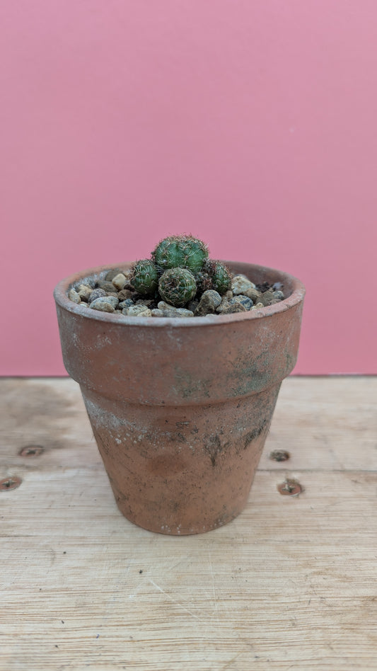 Rebutia in vintage terracotta