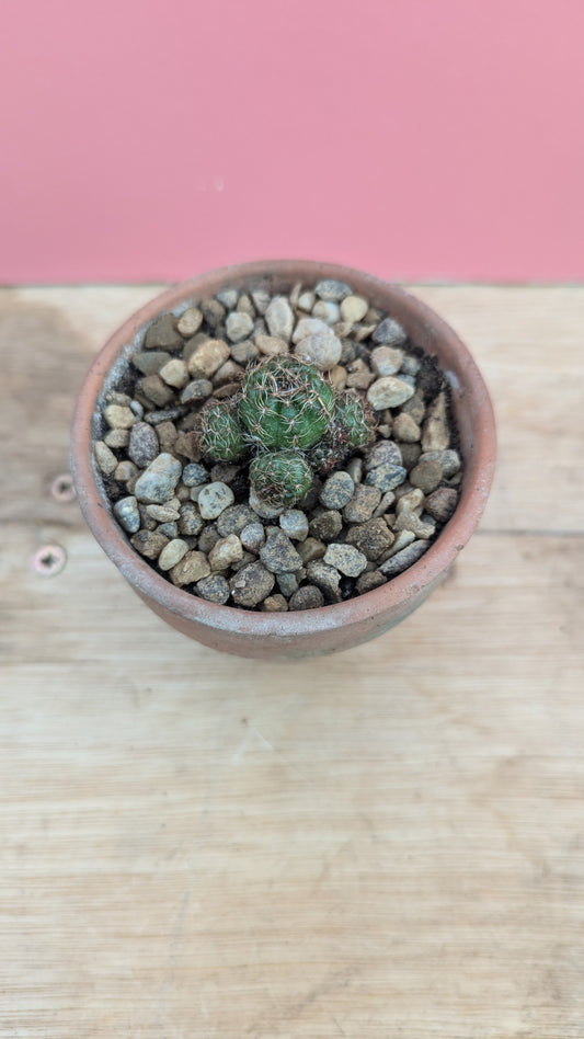 Rebutia in vintage terracotta